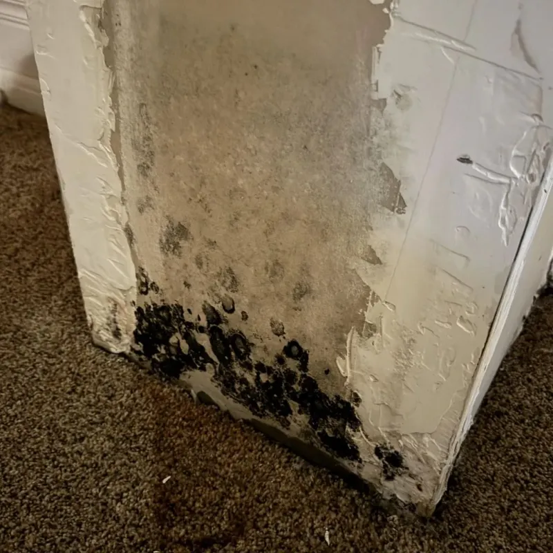 Professional Mold Removal in Brownwood, TX